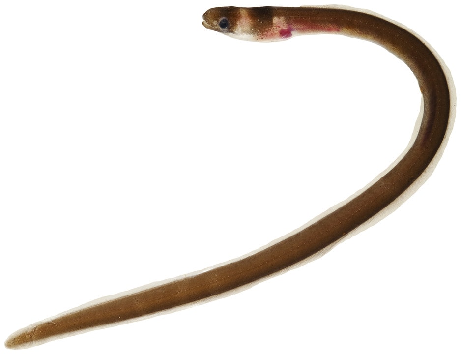 A bicolor false moray on white background