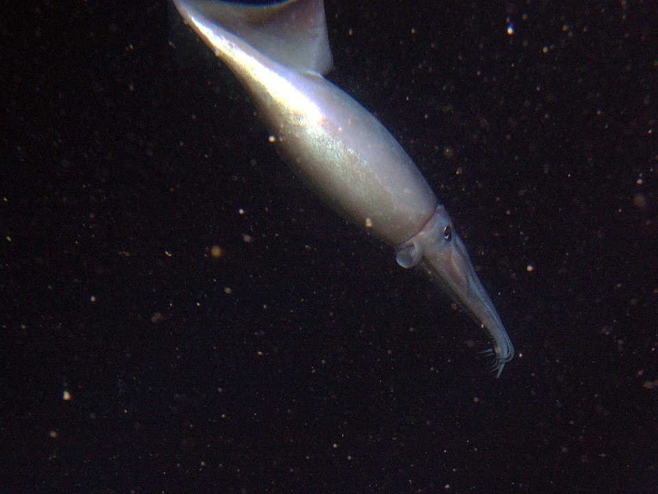 a Humboldt squid with a bite force of 6,000 psi theoretically
