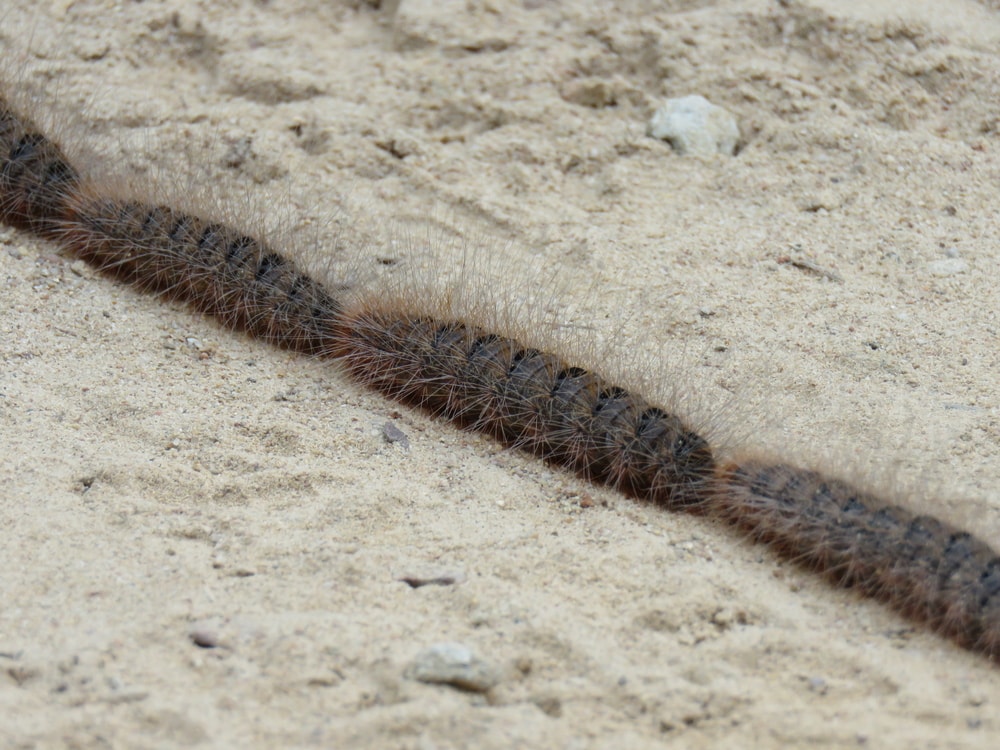 Picture of Bag-shelter Moth (Ochrogaster Lunifer)