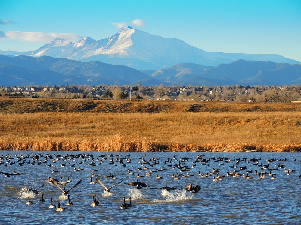 Birds playing around the rivers of Colorado