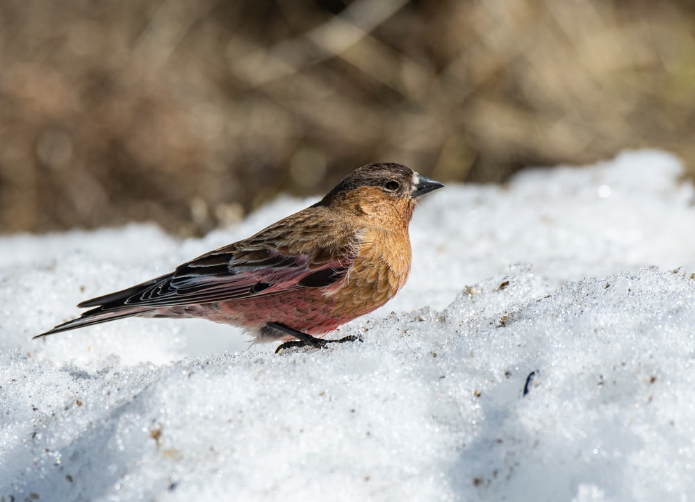 Brown-Capped Rosy Finch (Leucosticte australis) of Colorado