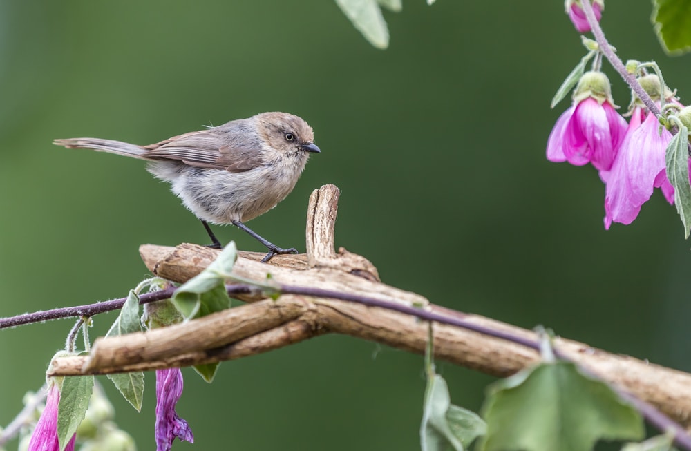 Bushtit (Psaltriparus minimus) of Colorado