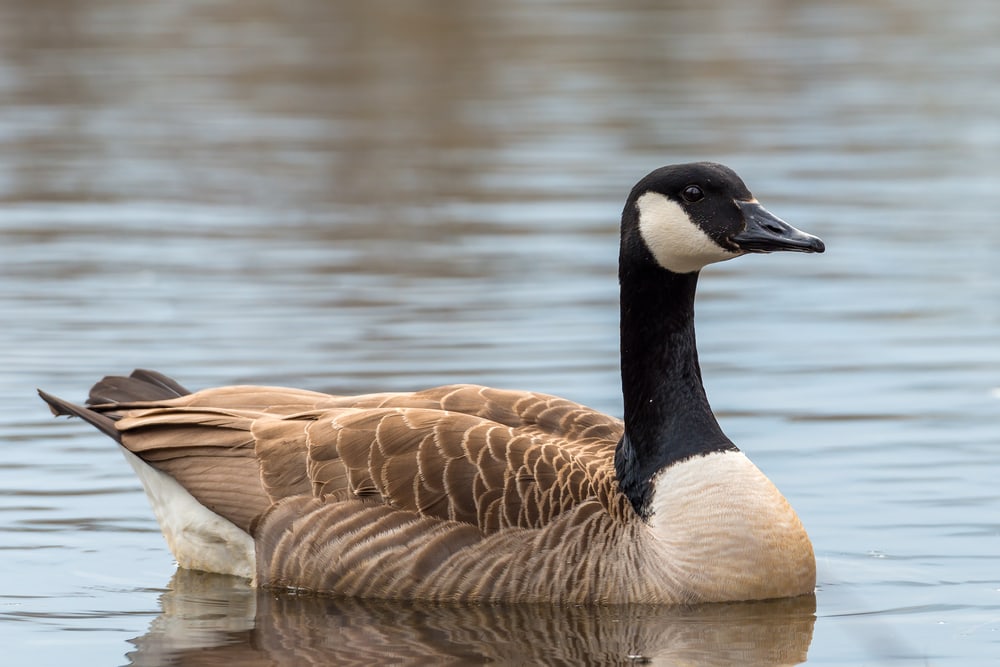Canada Goose (Branta canadensis) of Colorado