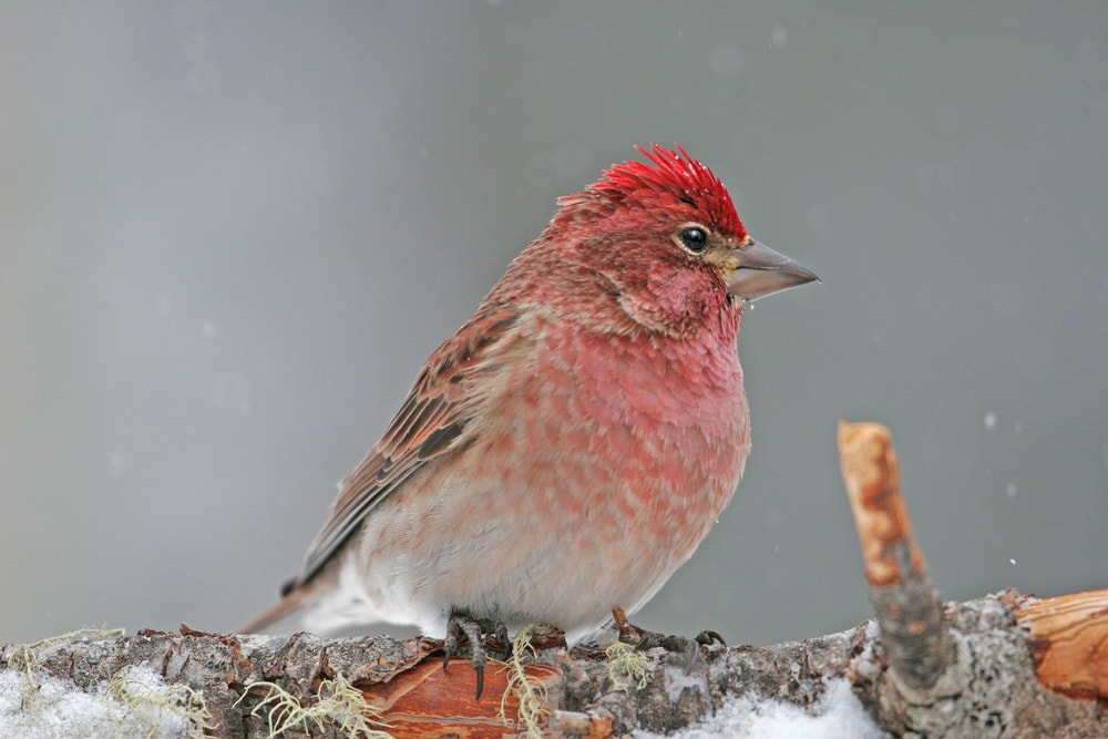 Cassin’s Finch (Haemorhous cassinii) of Colorado