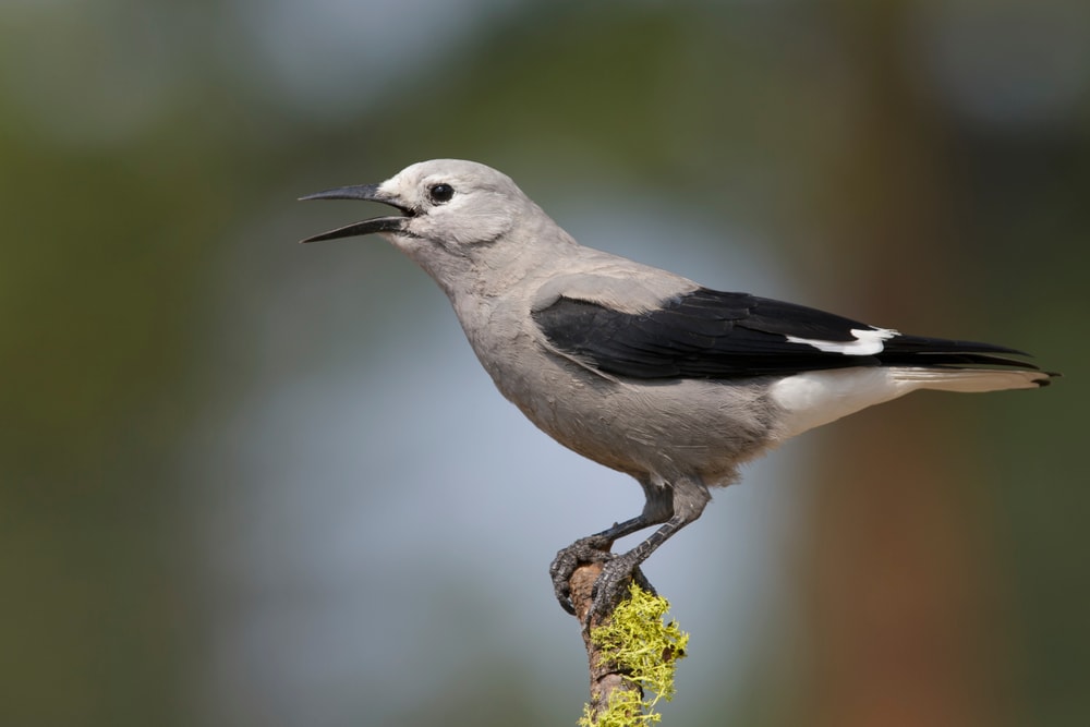 Clark's Nutcracker (Nucifraga Columbiana) of Colorado