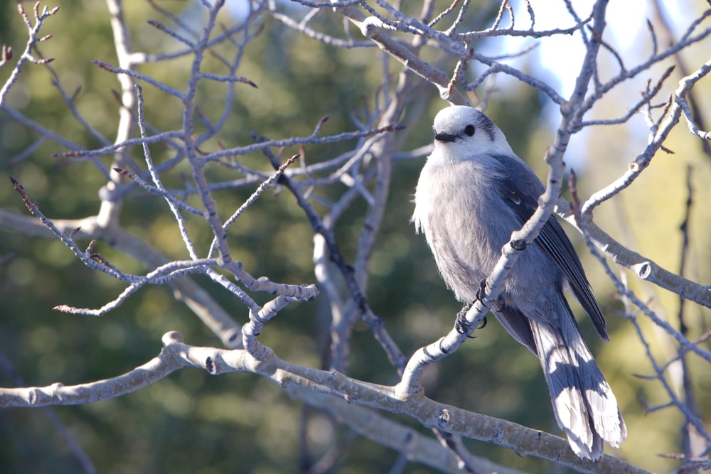 Gray Jay (Perisoreus canadensis) of Colorado