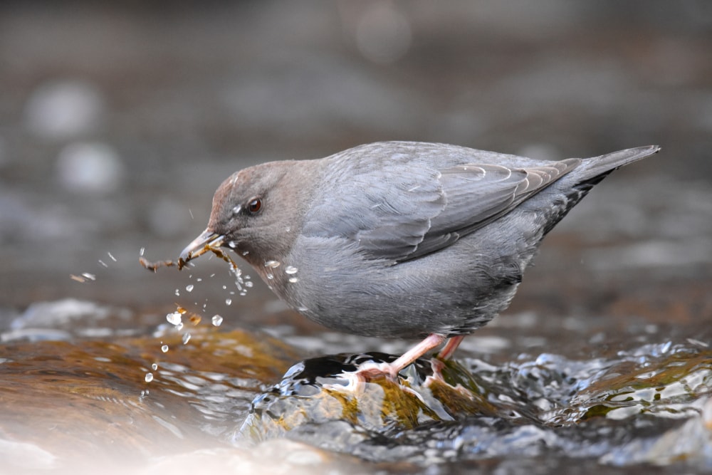 American Dipper (Cinclus mexicanus) of Colorado