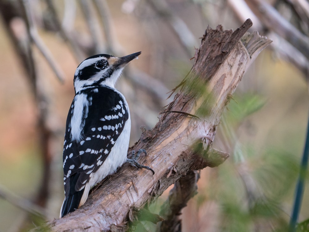 Hairy Woodpecker (Dryobates villosus) of Colorado