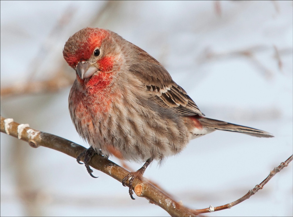 House Finch (Haemorhous mexicanus) of Colorado