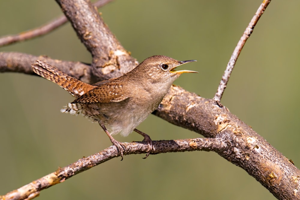 House Wren (Troglodytes aedon) of Colorado