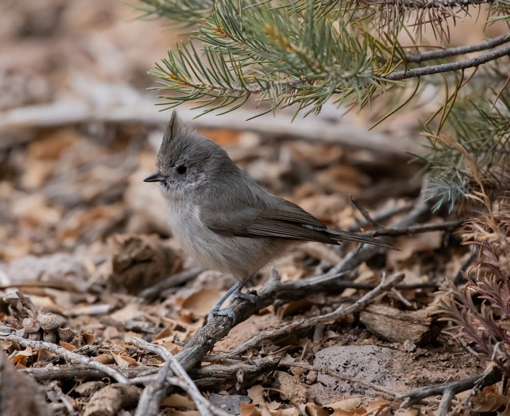Juniper Titmouse (Baeolophus ridgwayi) of Colorado