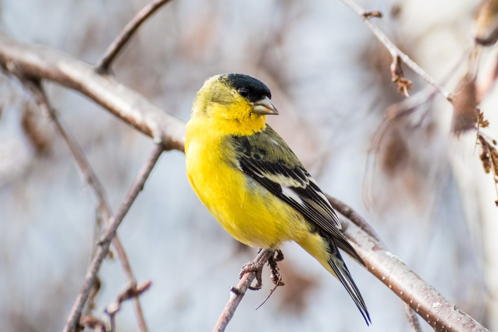 Lesser Goldfinch (Spinus tristis) of Colorado
