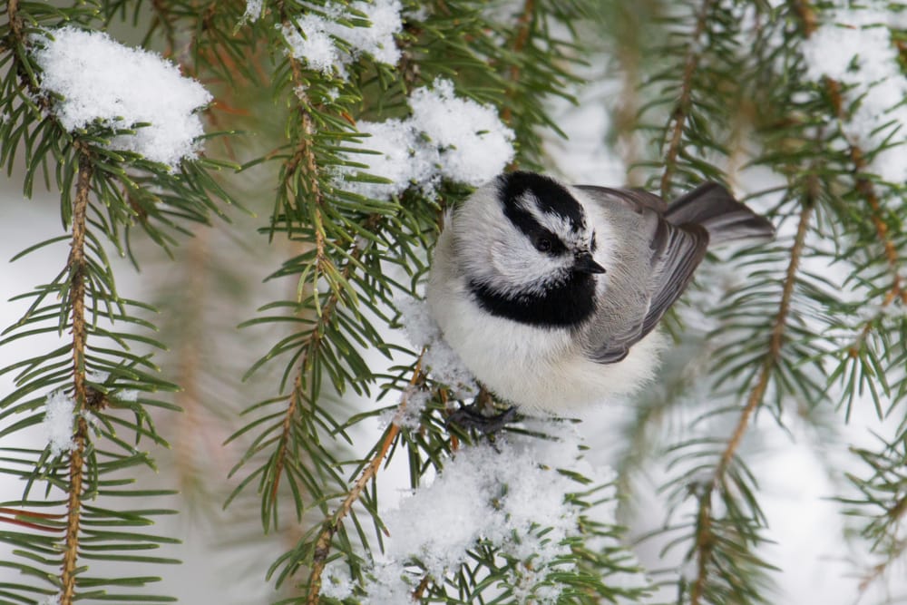 Mountain Chickadee (Poecile gambeli) of Colorado