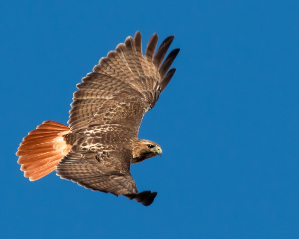 Red-Tailed Hawk (Buteo jamaicensis) of Colorado