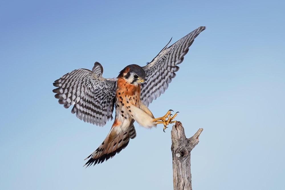 American Kestrel (Falco sparverius) of Colorado
