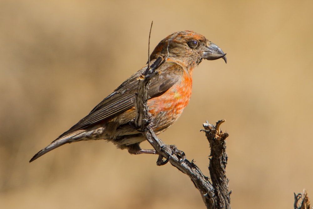 Red Crossbill (Loxia curvirostra) of Colorado