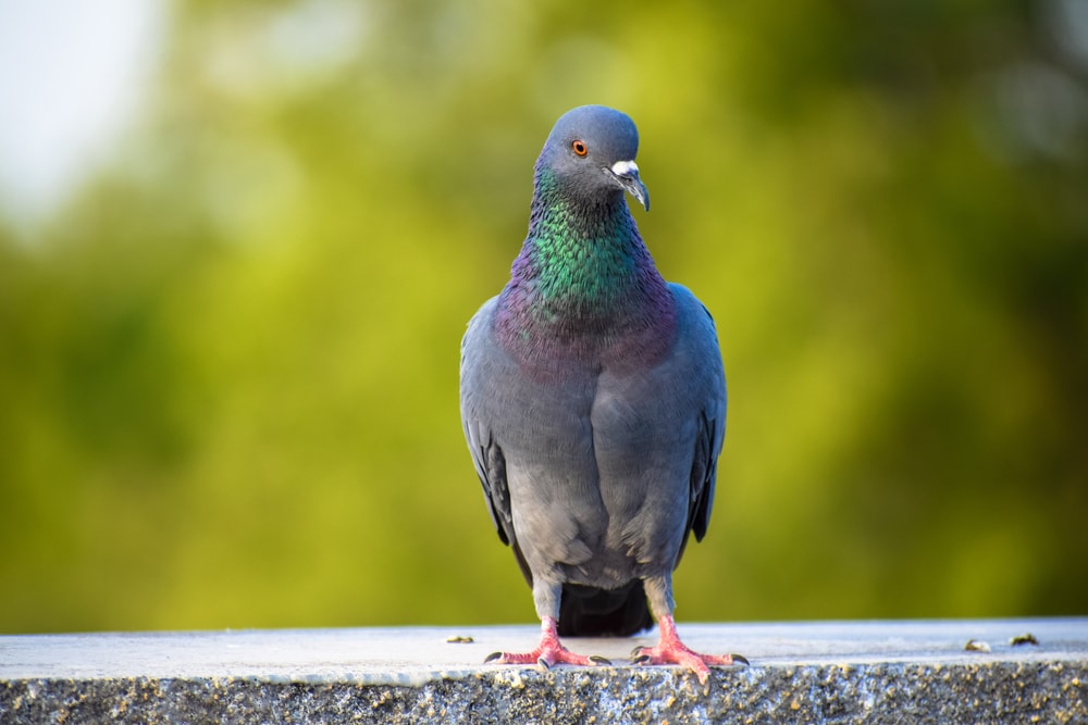 Rock Pigeon (Columba livia) of Colorado
