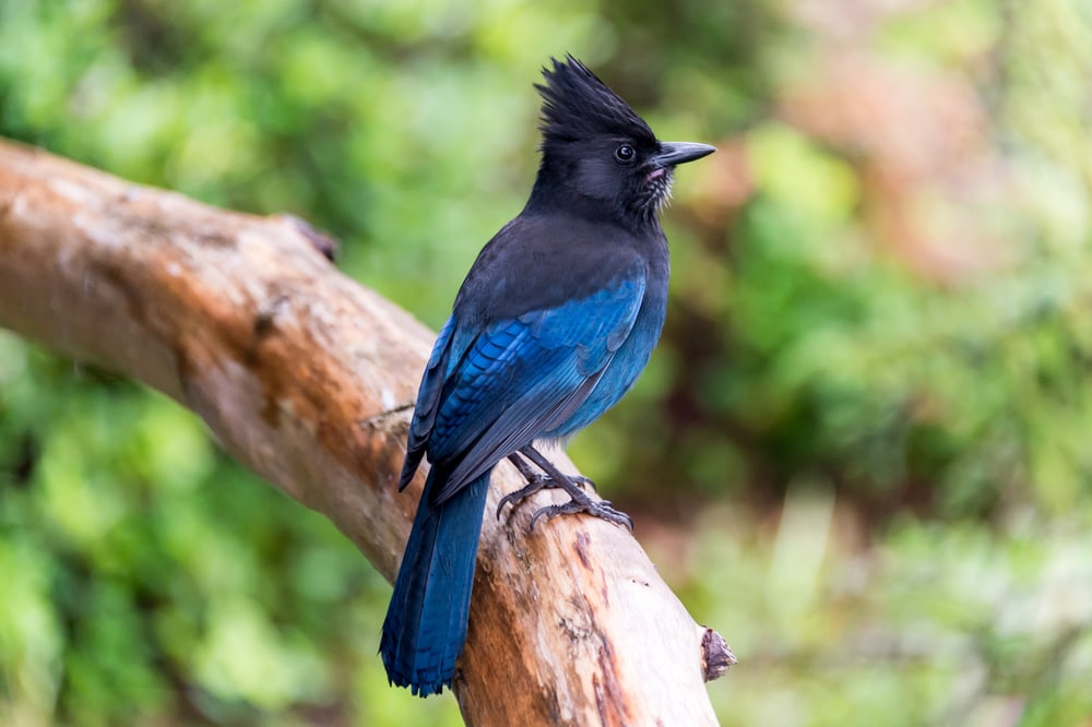 Steller’s Jay (Cyanocitta stelleri) of Colorado