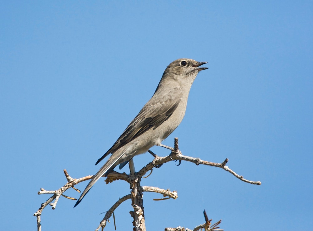 Townsend's Solitaire (Myadestes townsendi) of Colorado