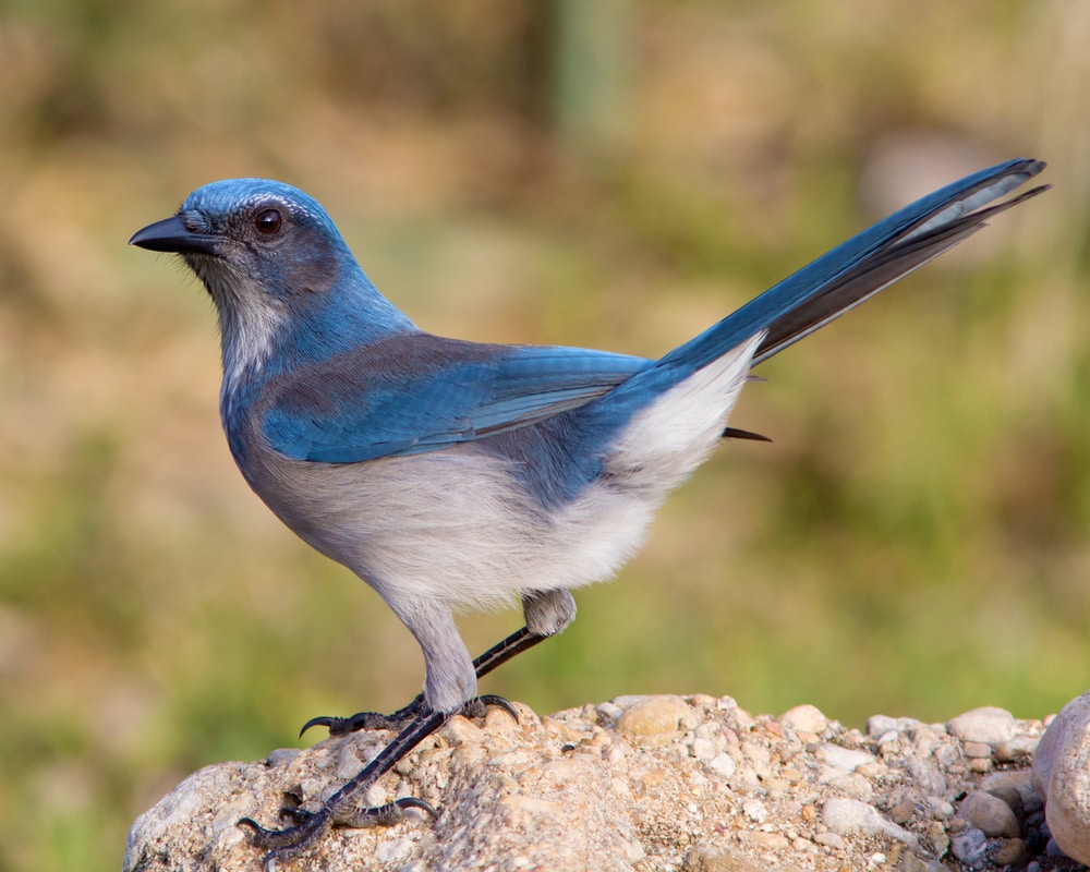 Woodhouse’s Scrub Jay (Aphelocoma woodhouseii) of Colorado