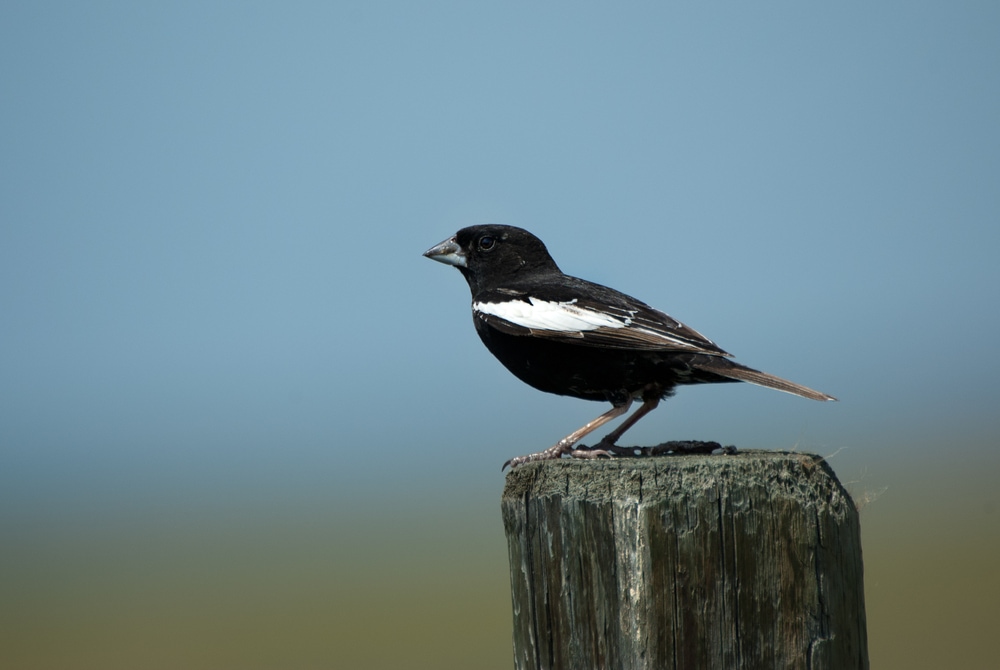 Lark Bunting (Calamospiza melanocorys) of Colorado