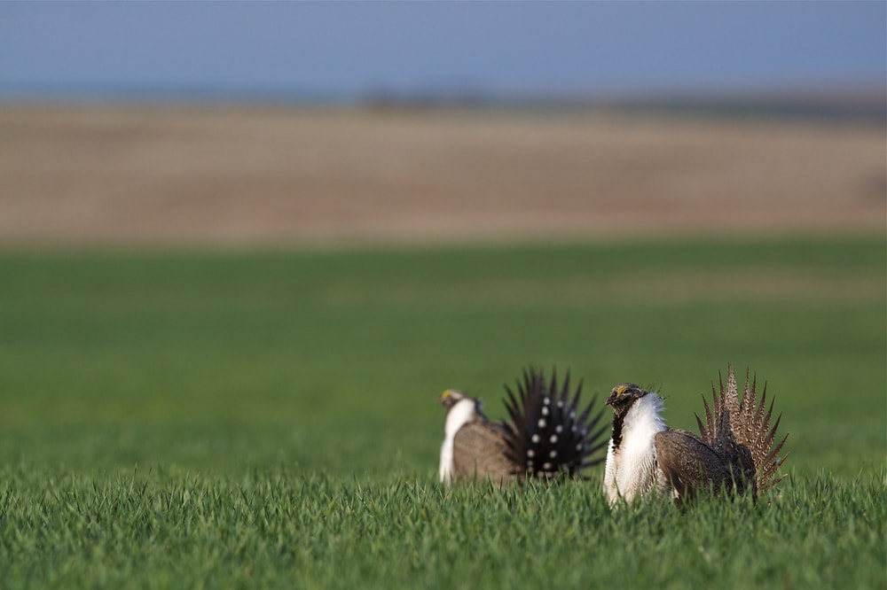 Gunnison Sage Grouse, rarest bird in Colorado