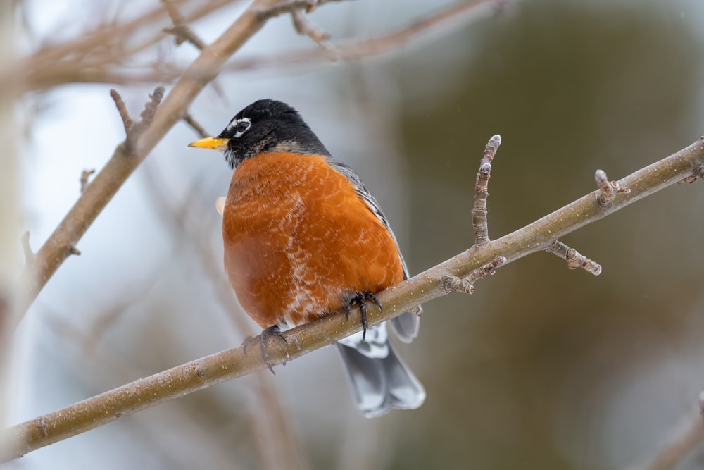American Robin (Turdus migratorius) of Colorado