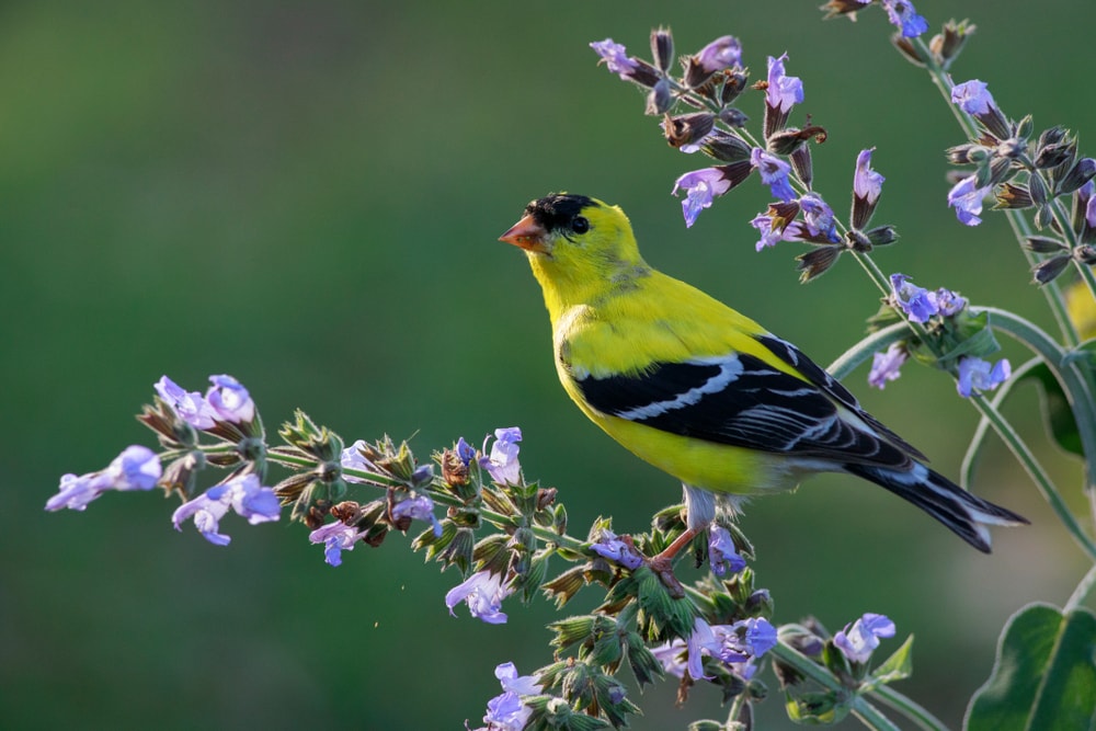 American Goldfinch (Spinus tristis) of Colorado