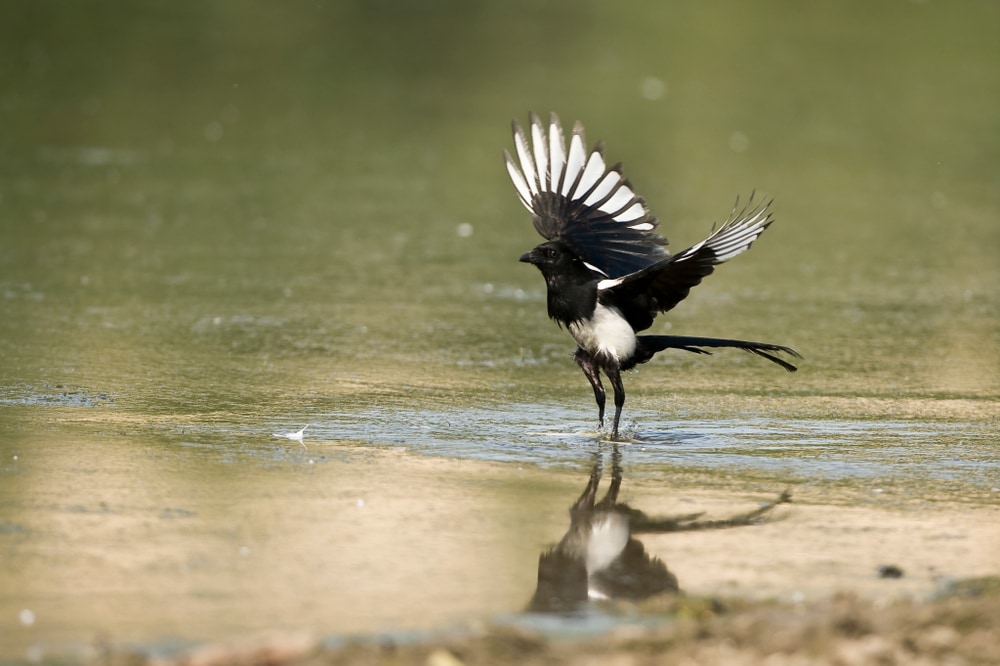 Black-billed Magpie (Pica hudsonia) of Colorado