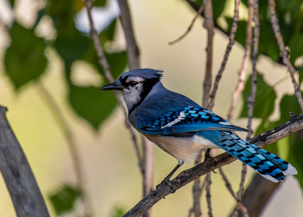Blue Jay (Cyanocitta cristata) of Colorado