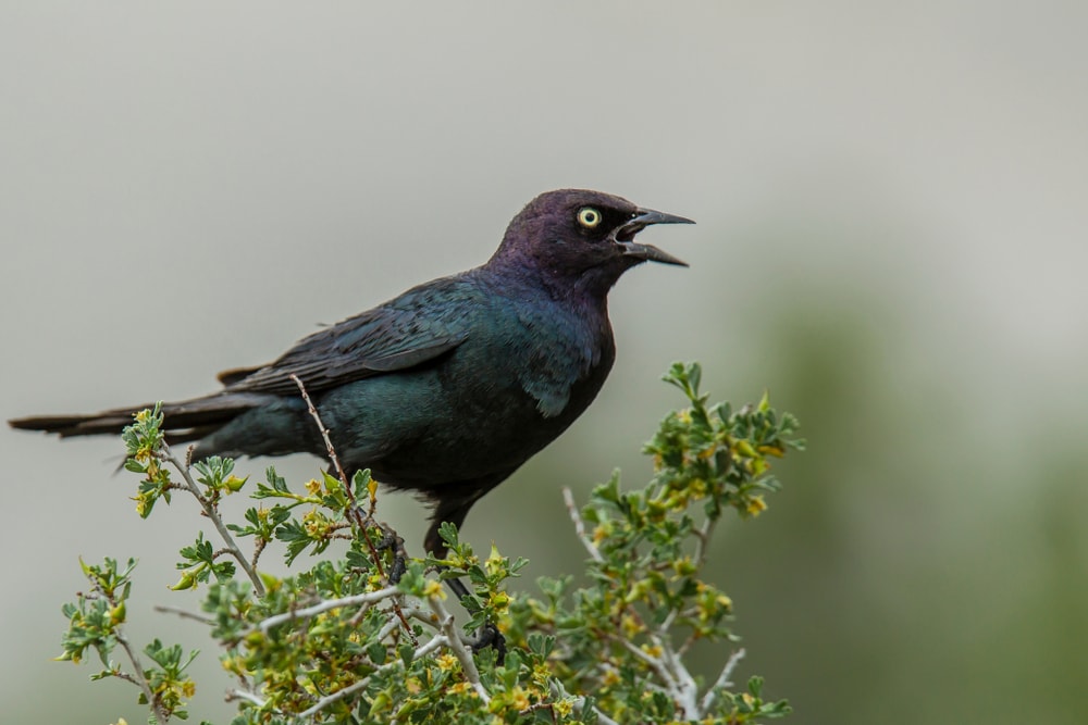Brewer’s Blackbird (Euphagus cyanocephalus) of Colorado