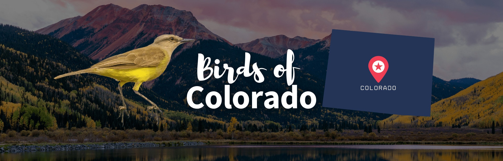Birds of colorado featured photo