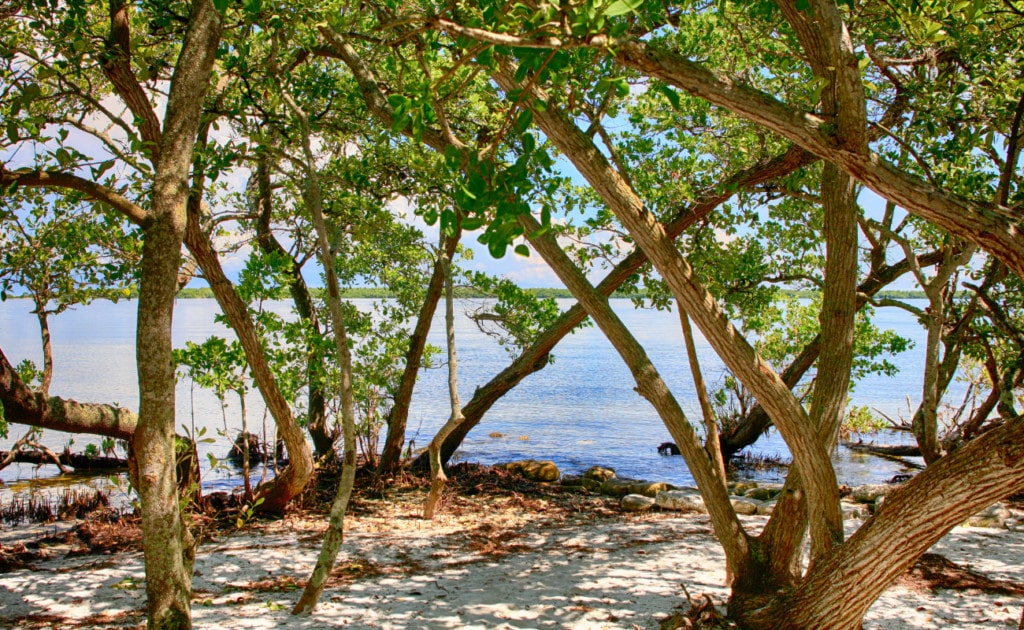 swampland and Manatee river at De Soto National Memorial