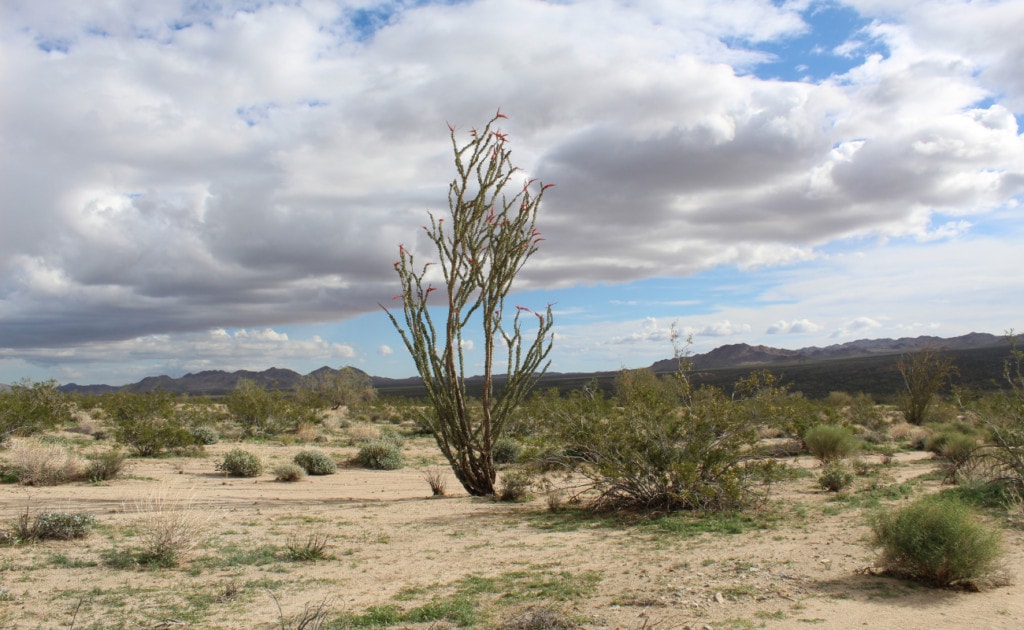 fouquieria splendens at the Bajada Nature Trail in Joshua Tree National Park, California, USA