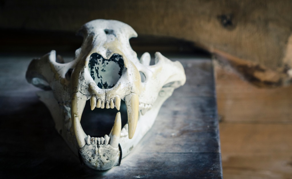 skull of a Siberian tiger