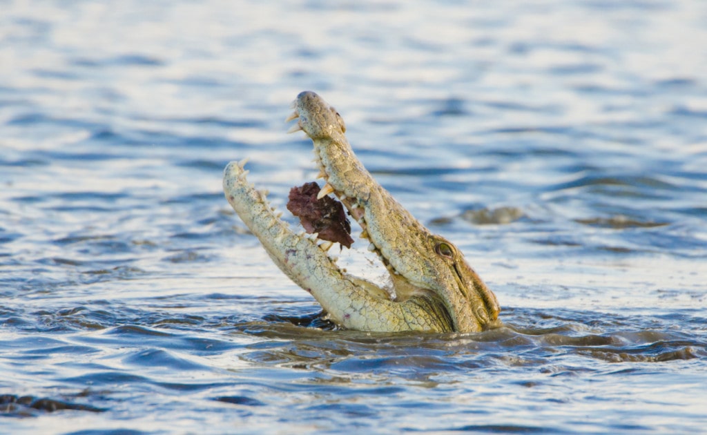 image of a crocodile in a lake showing its bite force  with a Kruger in mouth