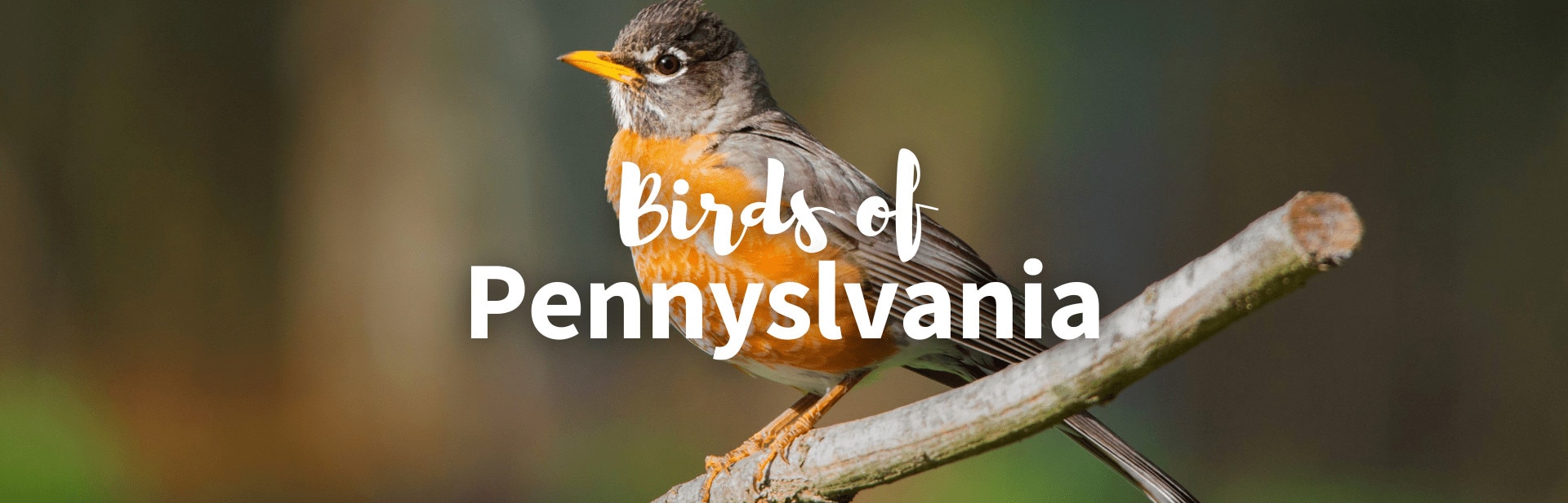 birds of Pennsylvania featured photo