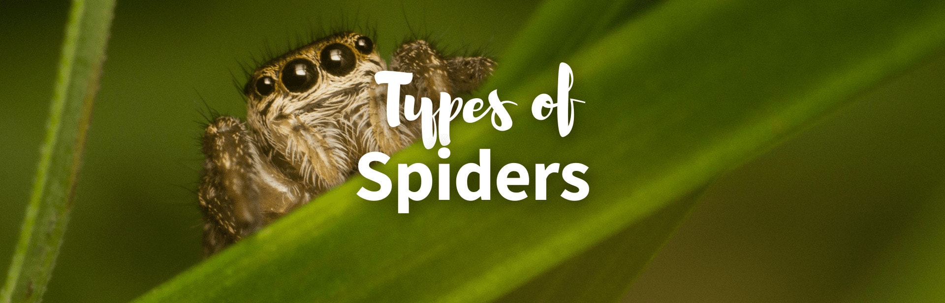 Types of Spiders featured photo