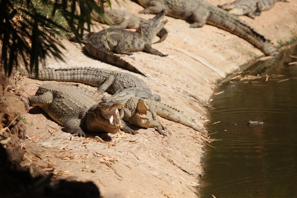 Group of huge alligators on the side of a river
