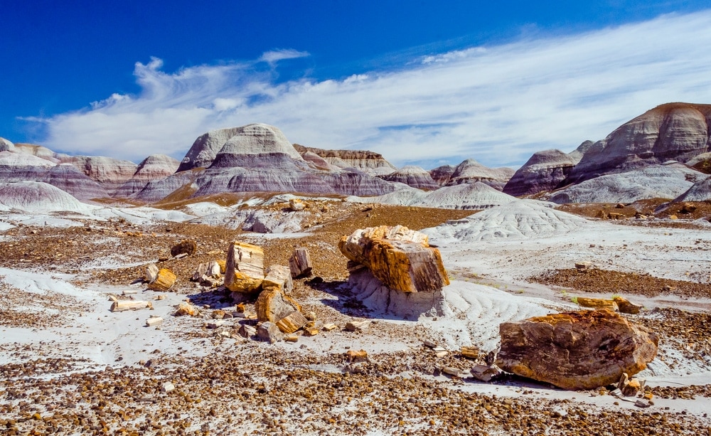 Petrified Forest National Park