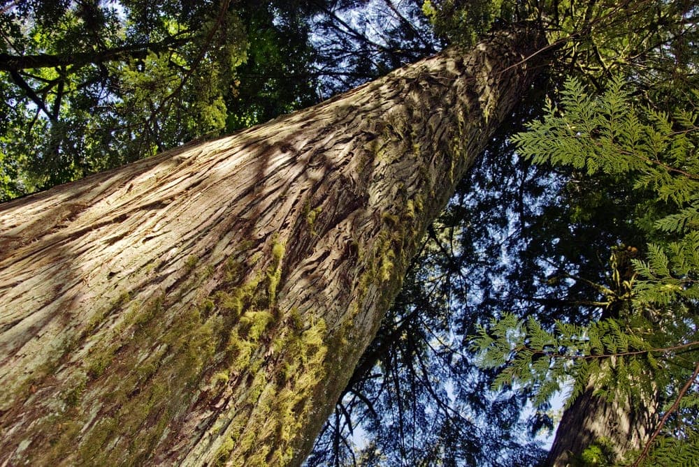 Close up image of western red cedar trees in Olympic National Park