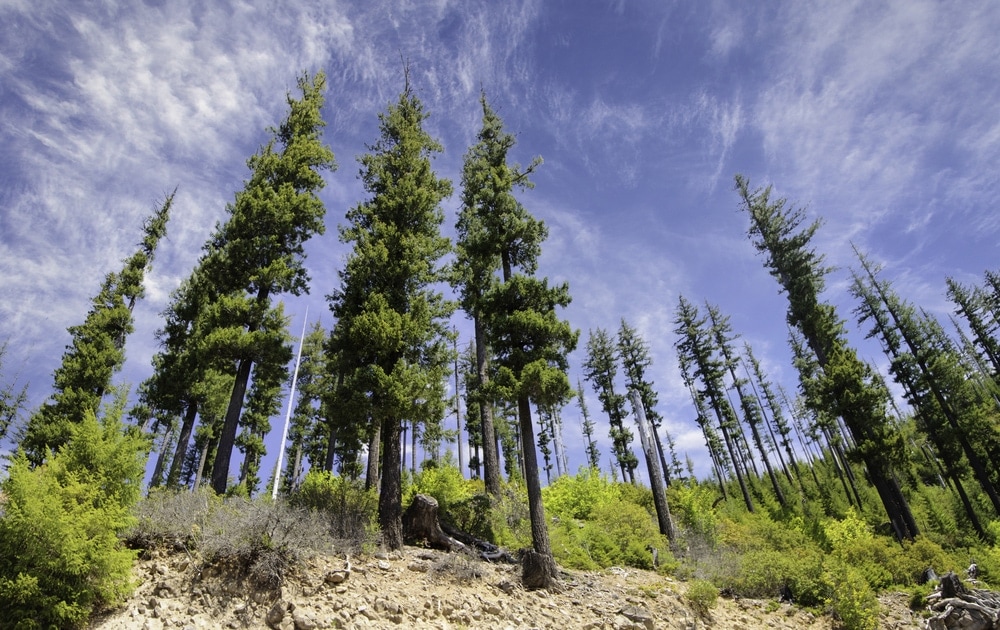 Douglas Fir Trees of Olympic National Park