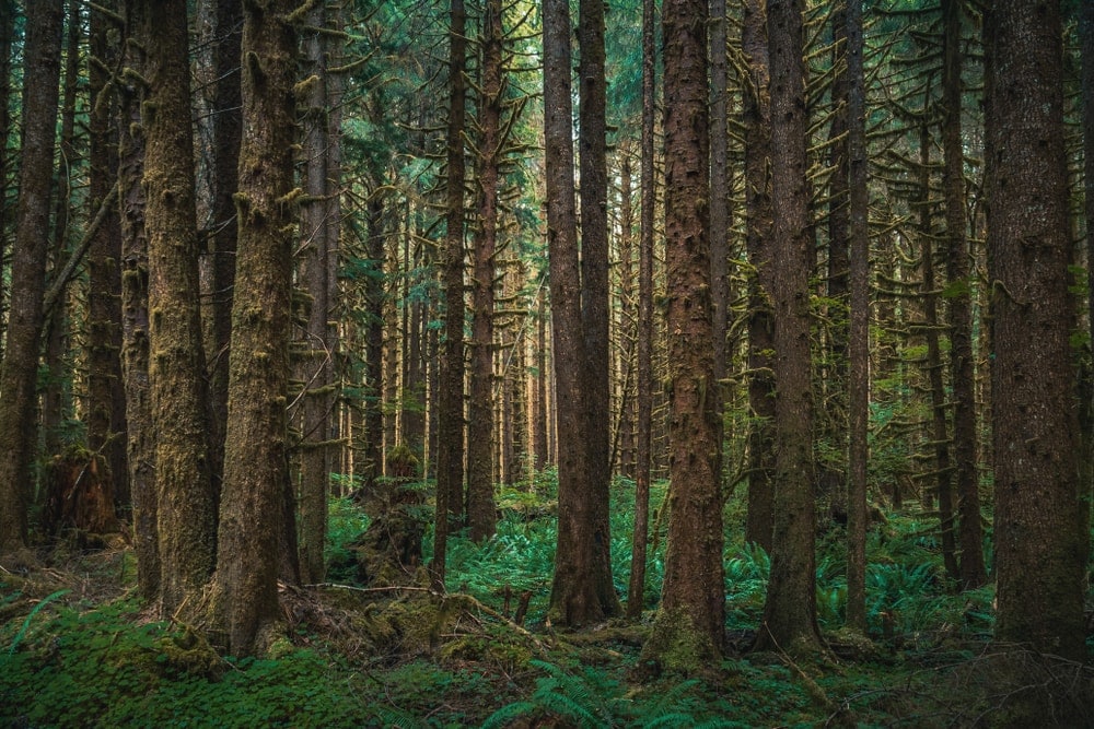 Large trees of western hemlock kind in Olympic National Park