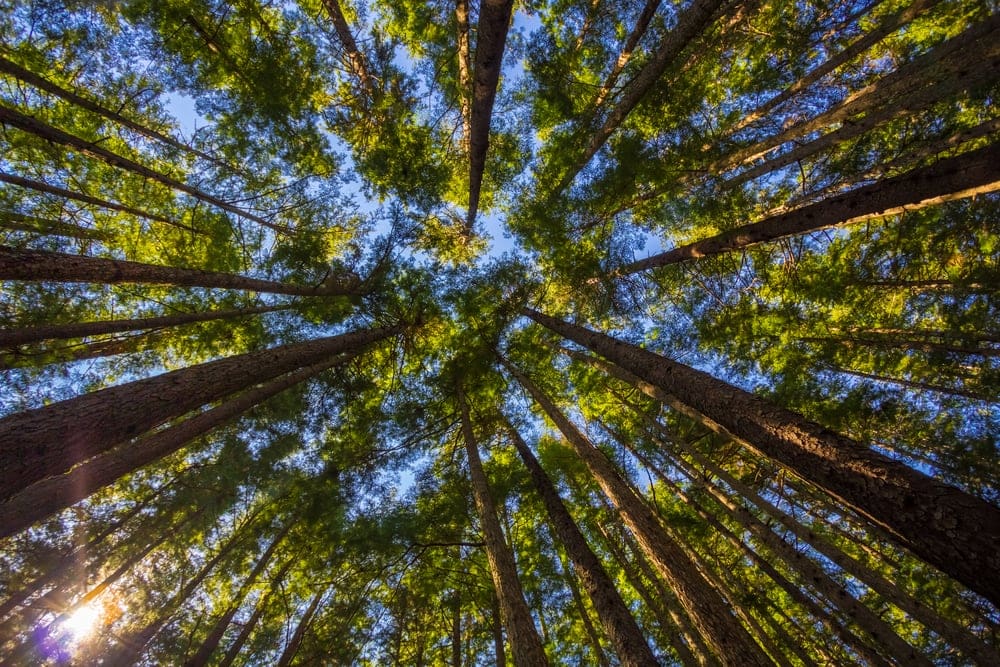 Giant trees at Olympic National Park