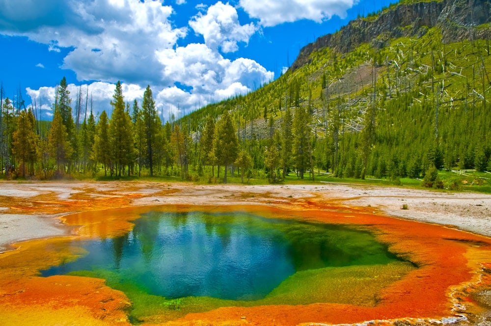 Yellowstone National Park's geyser and big trees