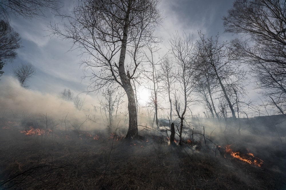 Forest burning with few huge trees left