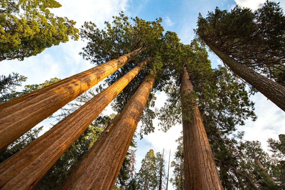 Giant tree view from the bottom