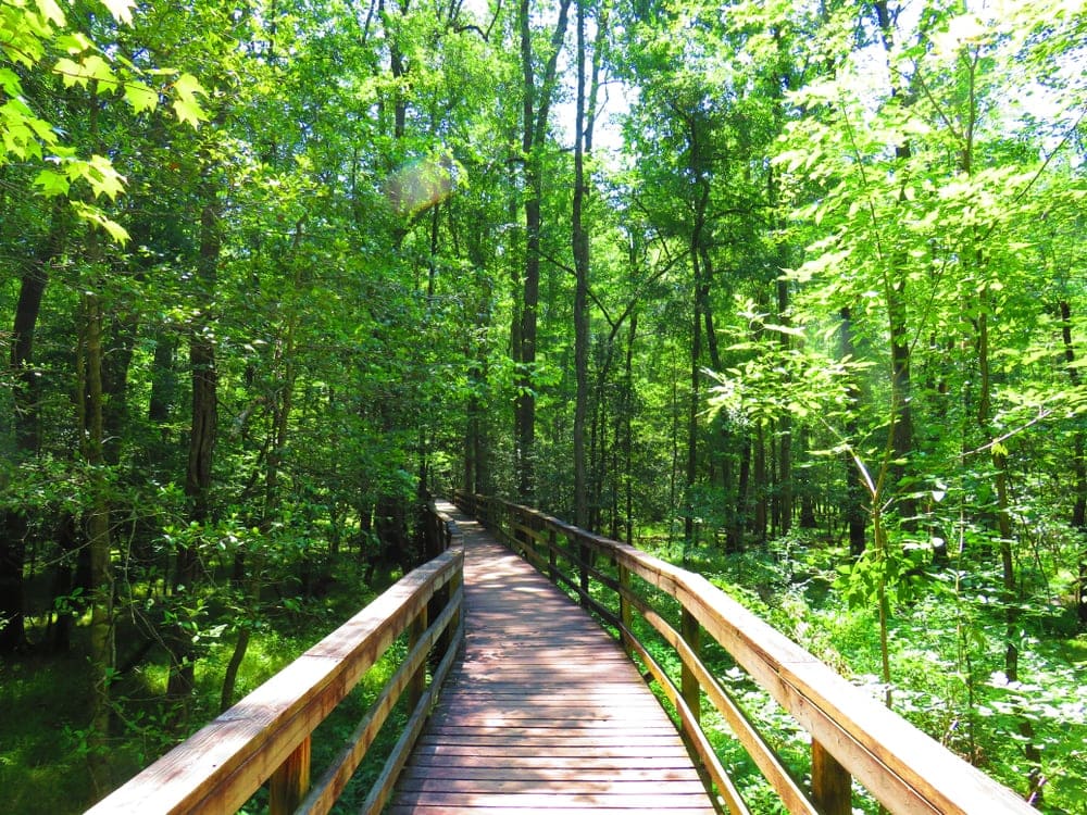 Tall Trees at Congaree National Park in South Carolina