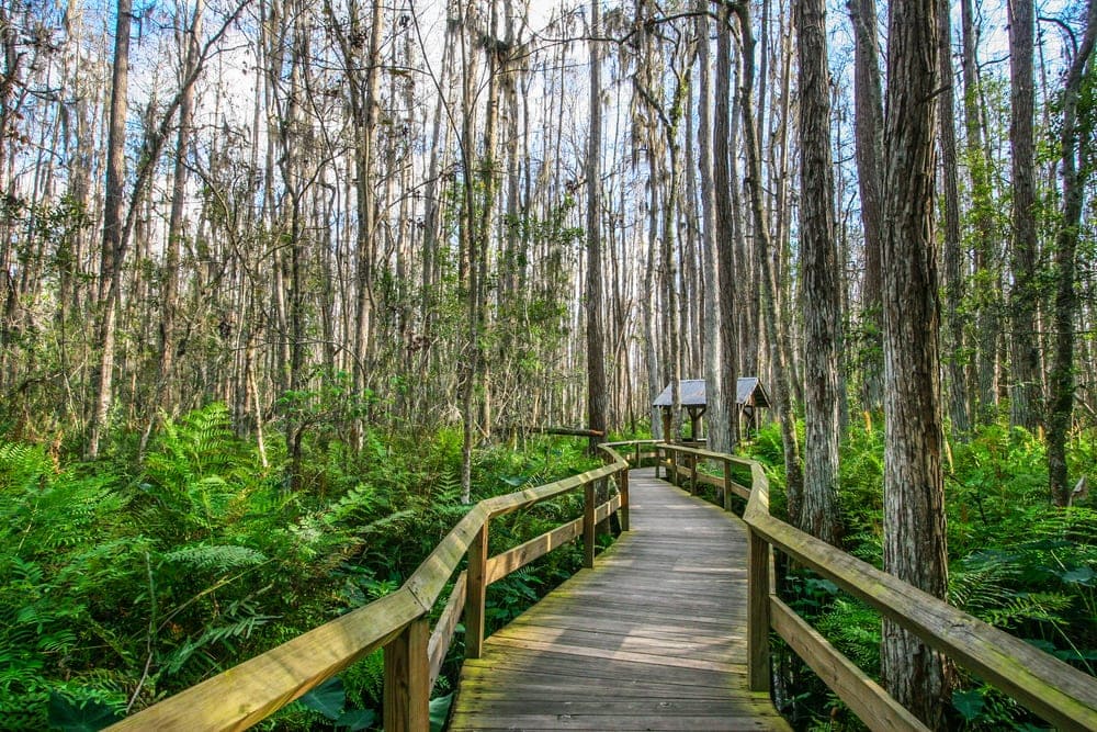 Path in between of tall trees Everglades National Park, Florida