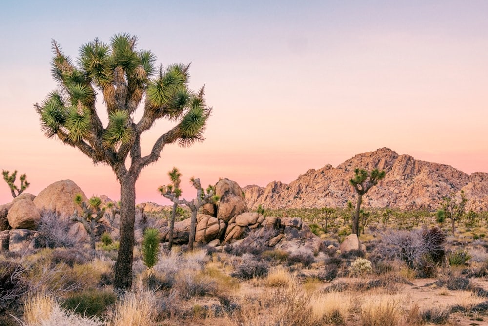 Popular big trees in Joshua Tree National Park, California
